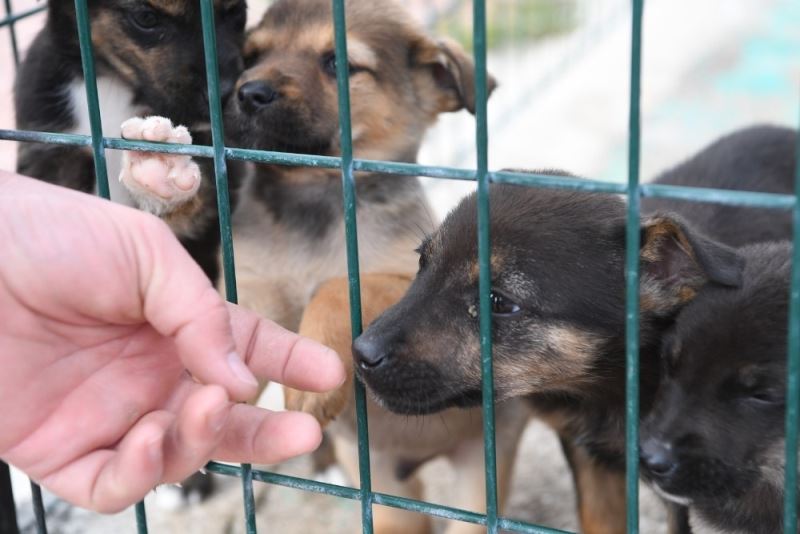 Konyaaltı’nda yılın ilk altı ayında 94 köpek ve 161 kediyi sahiplendirildi
