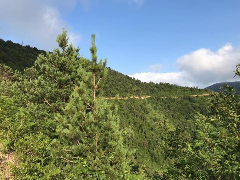 Tirebolu ilçesindeki Hızırilyas Tepesi tabiat parkı olarak ilan edildi
