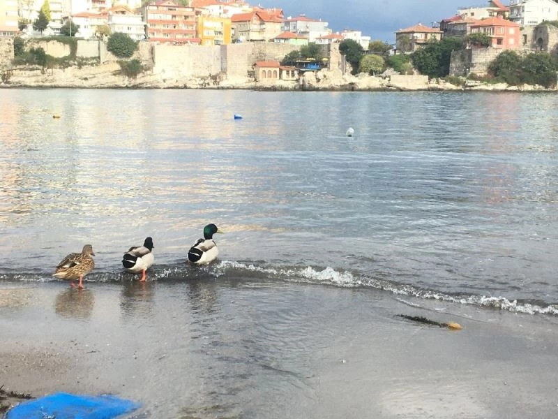 Amasra’nın ziyaretçileri ördek sürüleri
