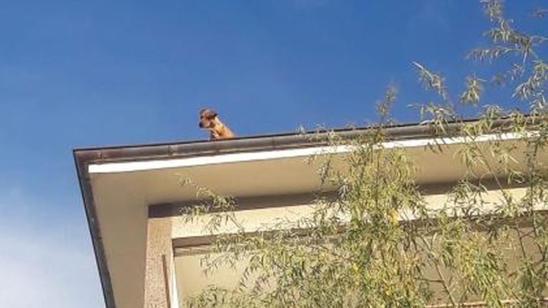 Apartman çatısındaki köpeği görenler şaşkına döndü
