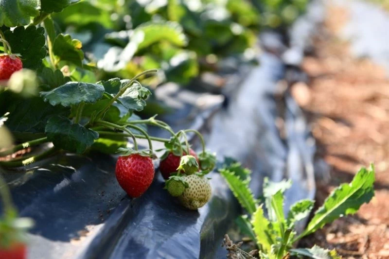 Isparta tarımının çilek yetiştiriciliği hedefi

