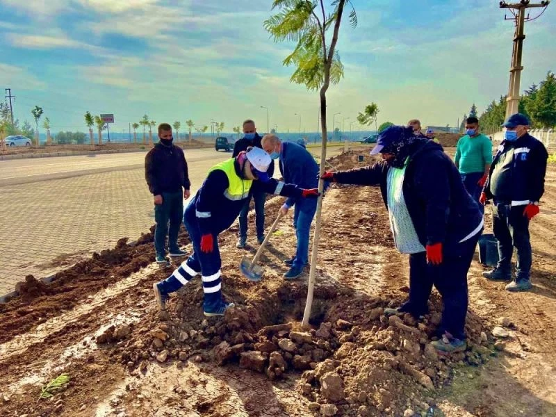Didim Jakaranda ağaçları ile güzelleşiyor
