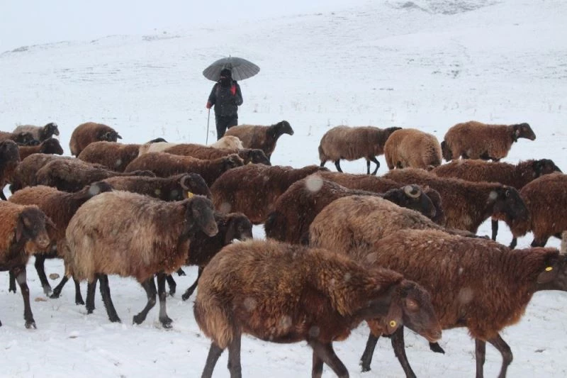 Kar yağışı, hayvanlarını otlatan çobanlara zor anlar yaşattı
