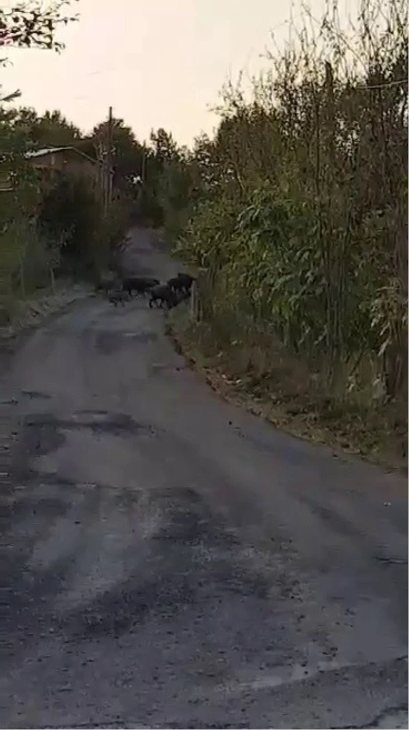 Aç kalan domuz sürüleri köylere inmeye başladı
