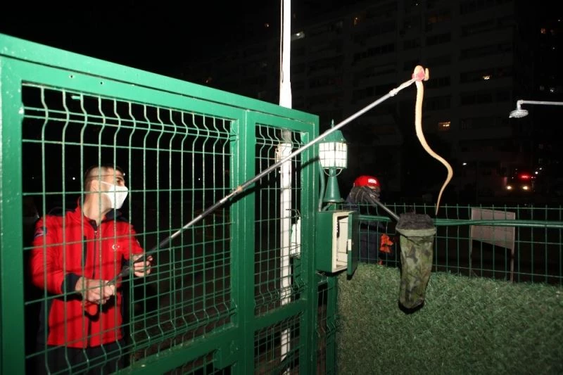 Siteye giren yılan itfaiye ekiplerince yakalandı
