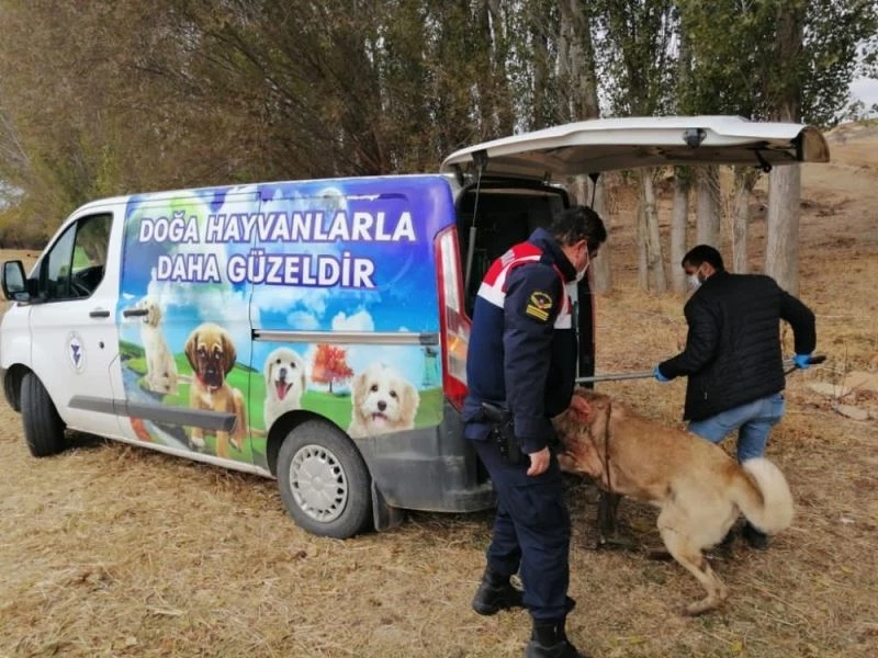 Yozgat’ta bahisle köpek dövüştüren 8 kişi gözaltına alındı
