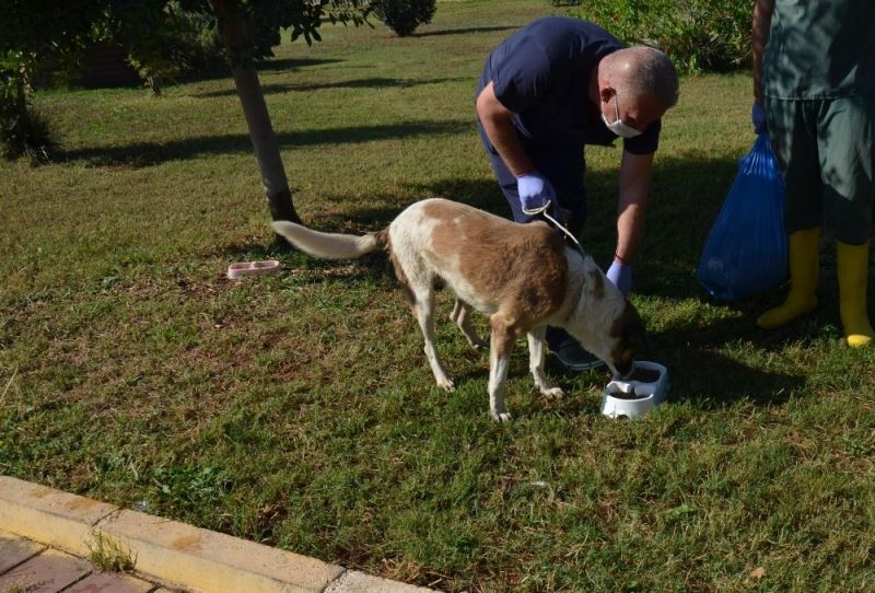 Kepez Belediyesi,  yemek atıklarından organek kedi ve köpek maması üretti
