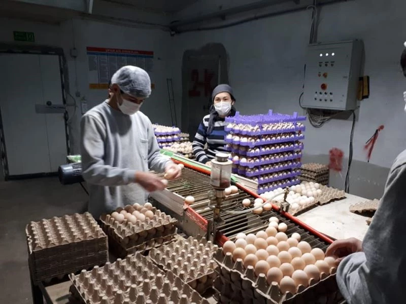 Çiftçilere bin 700 kilogram Macar fiği tohumu dağıldı.
