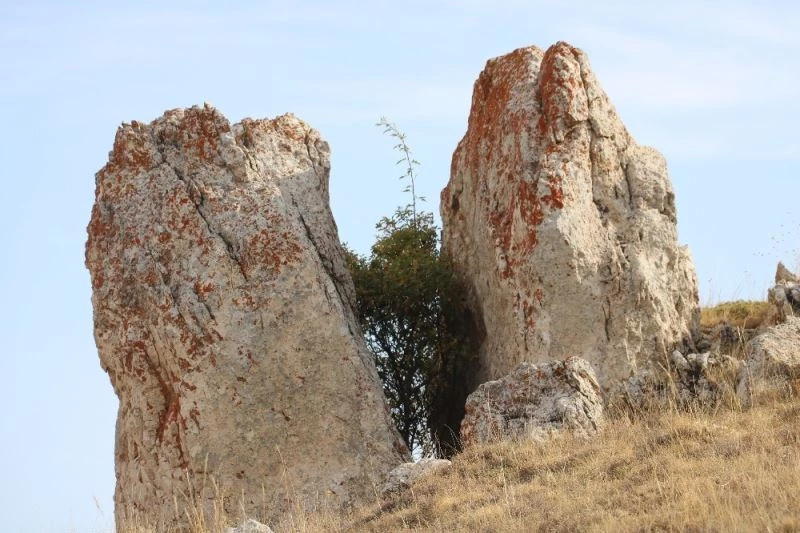 Çatlayan kaya arasında ağaç büyüdü
