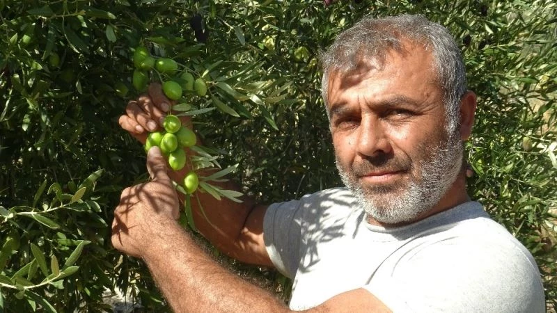 Ermenek zeytini marka olma yolunda
