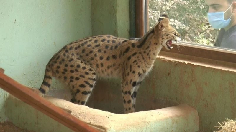 Nesli tükenme tehlikesindeki vahşi kediye eş aranıyor
