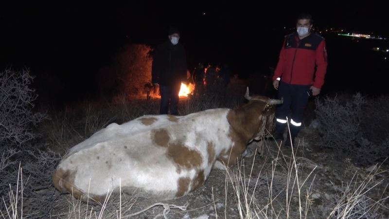 Ayağı kırılan inek dağda mahsur kaldı: Köylüler helikopterle kurtarılmasını istiyor

