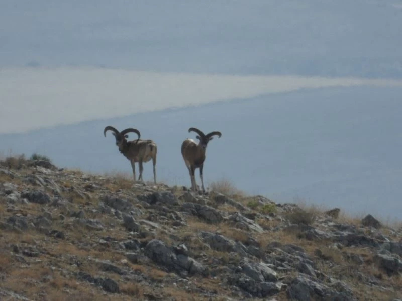 Anadolu Yaban Koyunun envanter çalışması yapıldı
