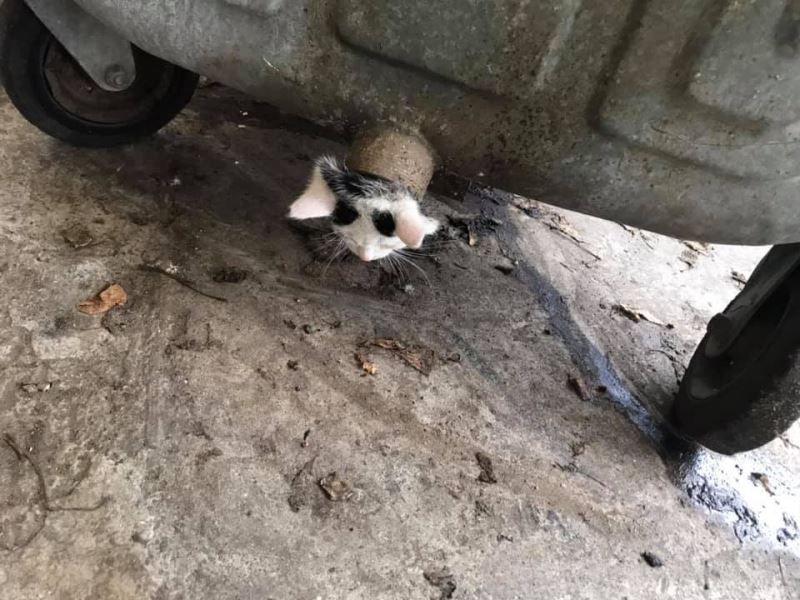 Polonya’da çöp konteynerinde sıkışan yavru kediye 