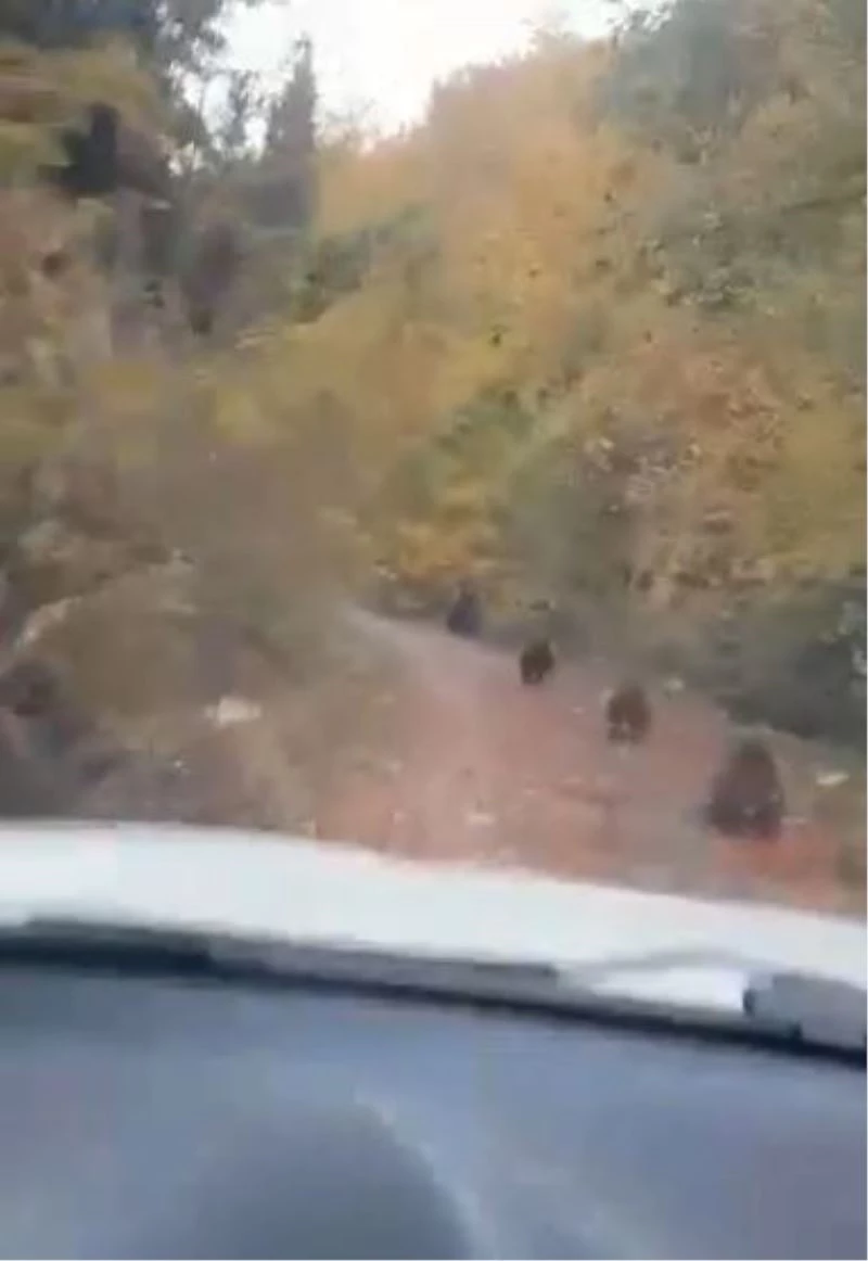 Elektrik arızasına bakmaya giden ekibin karşısına 4 ayı yavrusu çıktı
