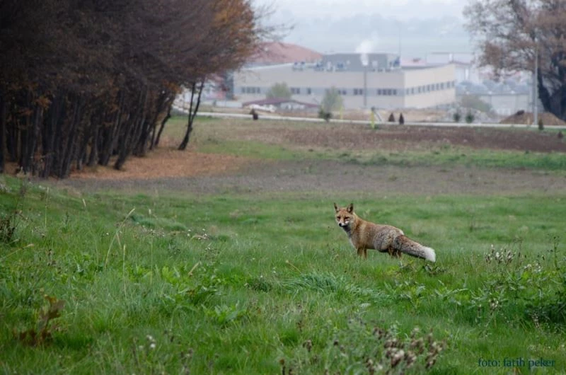 Öğrencilerin olmadığı üniversite kampüsü tilkilere kaldı
