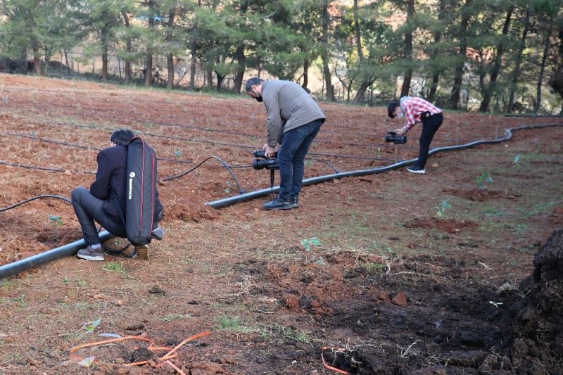 Yalova’da süper meyve aronya yaygınlaştırılıyor
