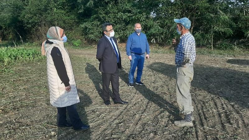 Düzce’de şeker pancarının dikim alanı genişledi
