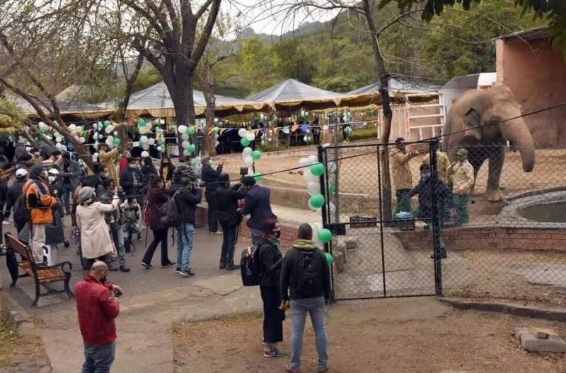 Dünyanın en yalnız fili Kamboçya’daki fil barınağına götürülüyor
