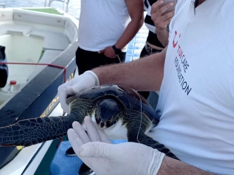Misina yutan Yeşil Deniz kaplumbağası DEKAMER’e teslim edildi
