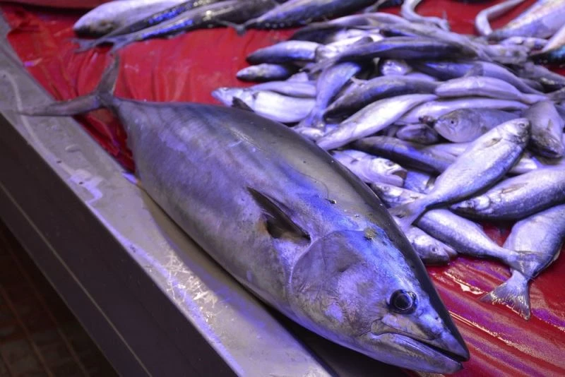 Balıkçılara torik sürprizi
