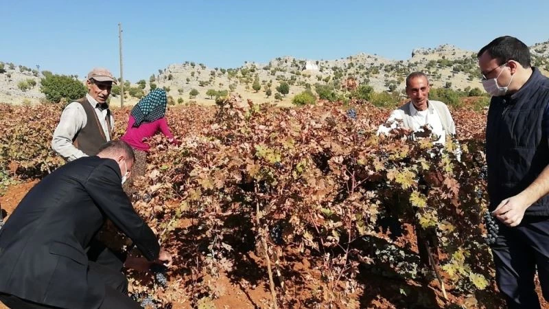 Çüngüş’te bağbozumu zamanı
