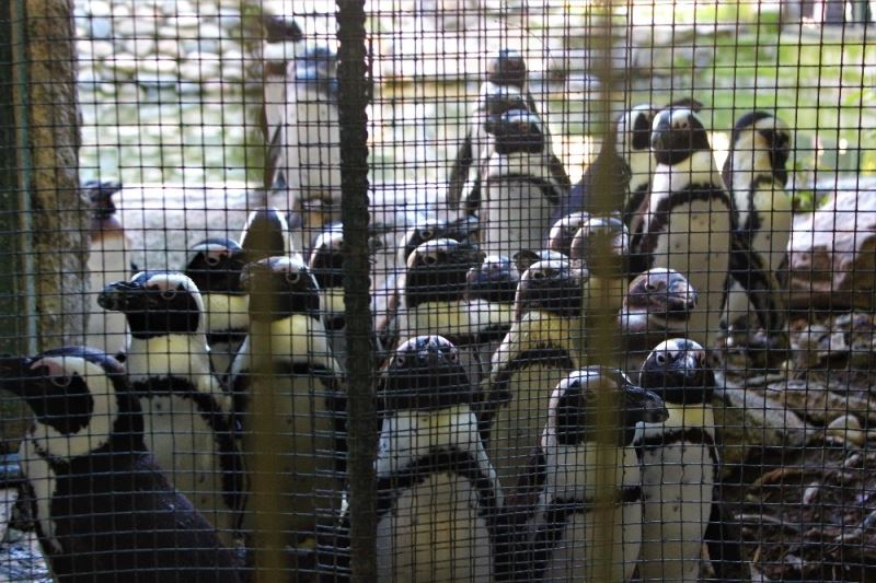 Sevimli penguenler yemek saatini böyle bekliyor
