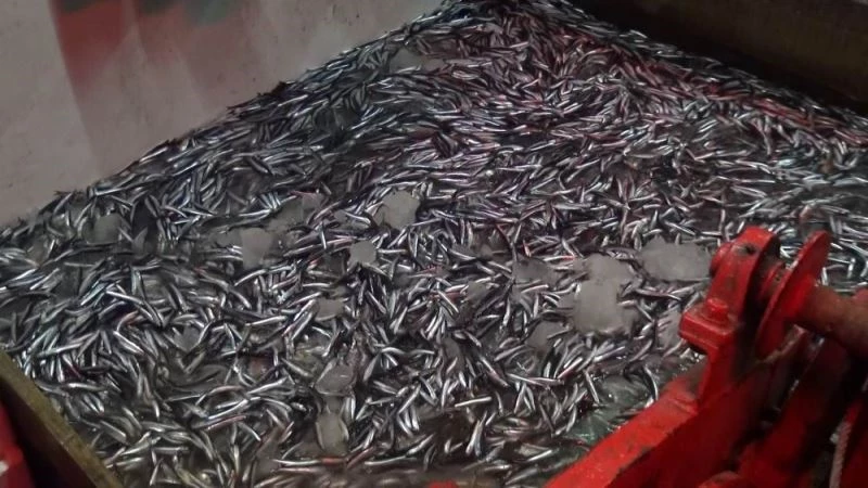 Karadenizli balıkçıların ağları hamsi ile doldu
