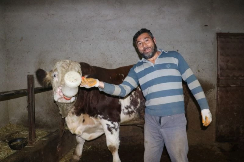 Biberonla beslendi bu hale geldi
