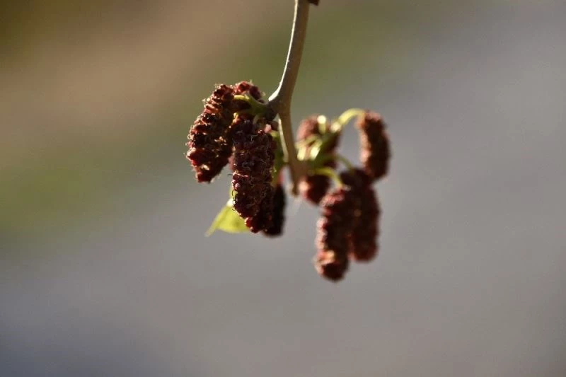 Mevsimi şaşıran dut ağacı kış ayında meyve verdi
