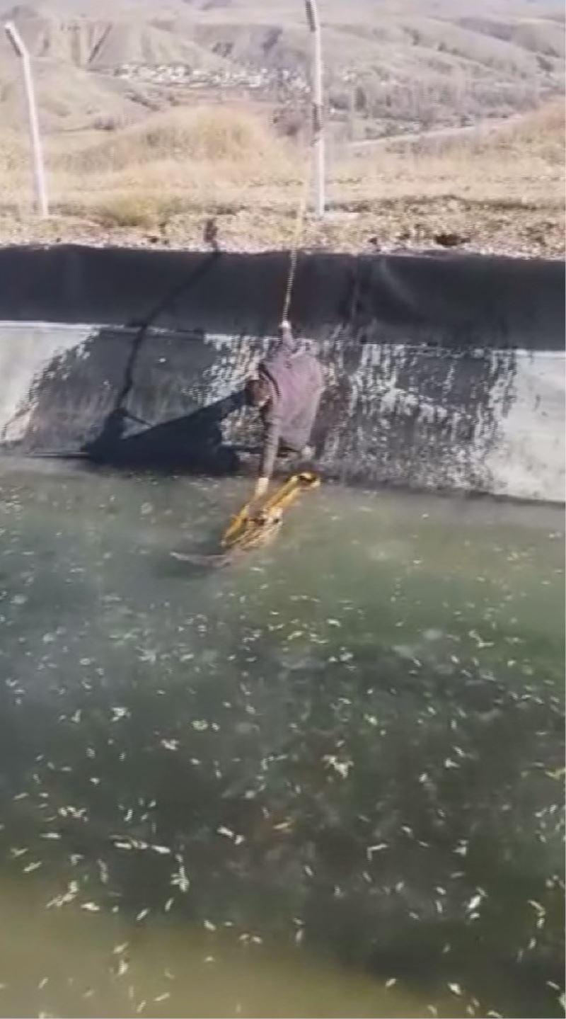 Ölmek üzere olan tilkiyi, kalp masajıyla hayata tutundurdu
