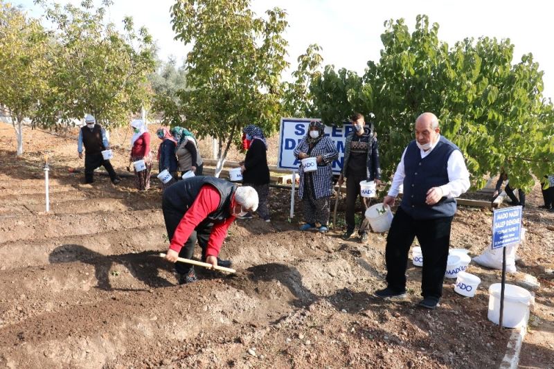 10 yıl alım garantisi var... Salep tohumları toprakla buluştu
