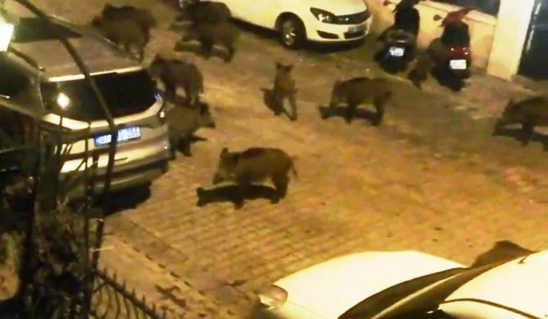 Yaban domuzları şehre indi
