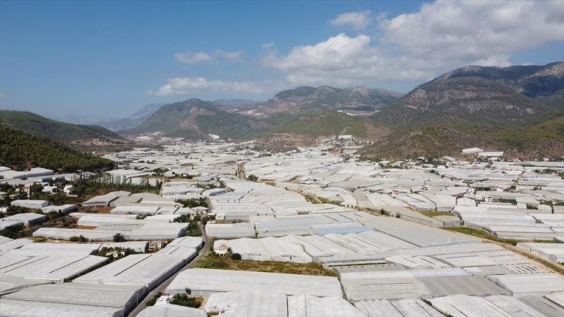 Tescilli Anamur muzunda üretim alanları genişliyor