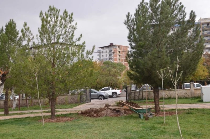 Ilısu Barajı altında kalan ağaçlar Kurtalan’da hayat bulacak
