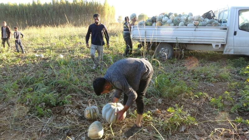 (Özel) Muş’ta hasadı yapılan kışlık balkabağı çiftçinin geçim kaynağı oldu
