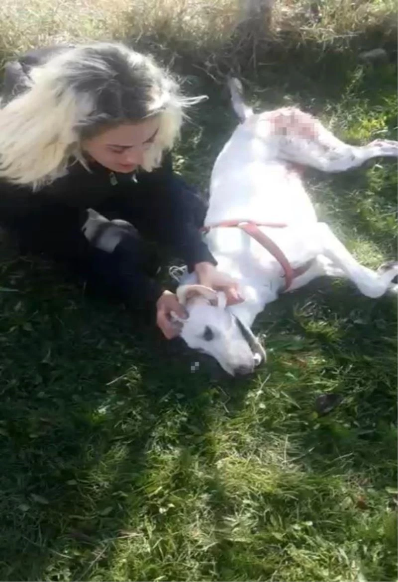 Tüfekle vurulan köpeğine sarılarak böyle feryat etti
