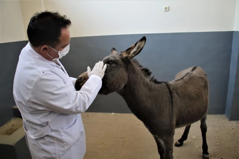 Çocukların oyuncağı olan gözleri görmeyen eşek, kurtarıldı tedavi altına alındı
