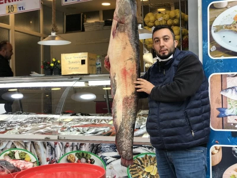 Balıkçıların ağına takılan insan boyunda balık görenleri şaşırtıyor
