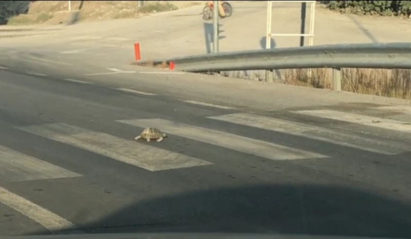 Kırmızı ışıkta bekleyen kaplumbağa yaya geçidinden karşıya geçti
