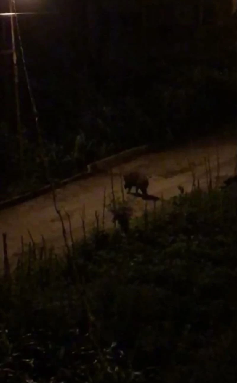 Aç kalan yaban domuzları ilçe merkezine indi
