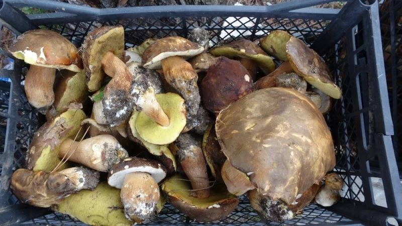 Ayı mantarı köylünün gelir kapısı oldu
