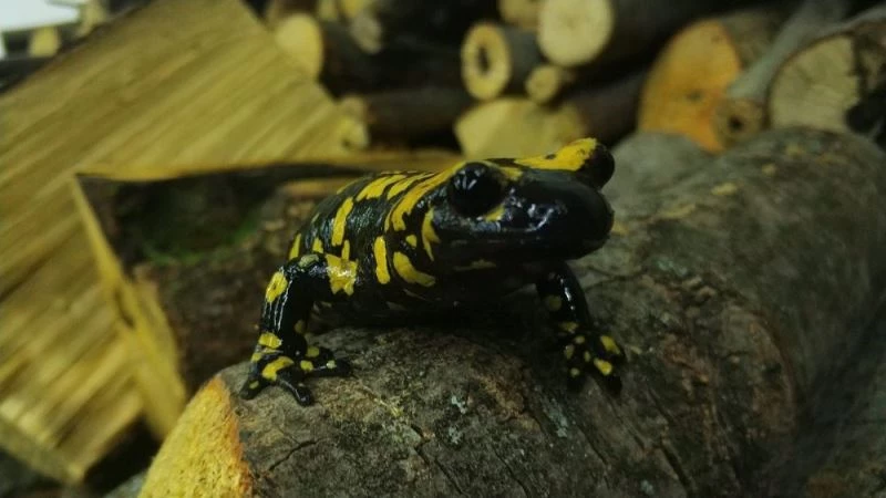Koruma altındaki ’Benekli Semenderler’ Erzincan’da görüntülendi
