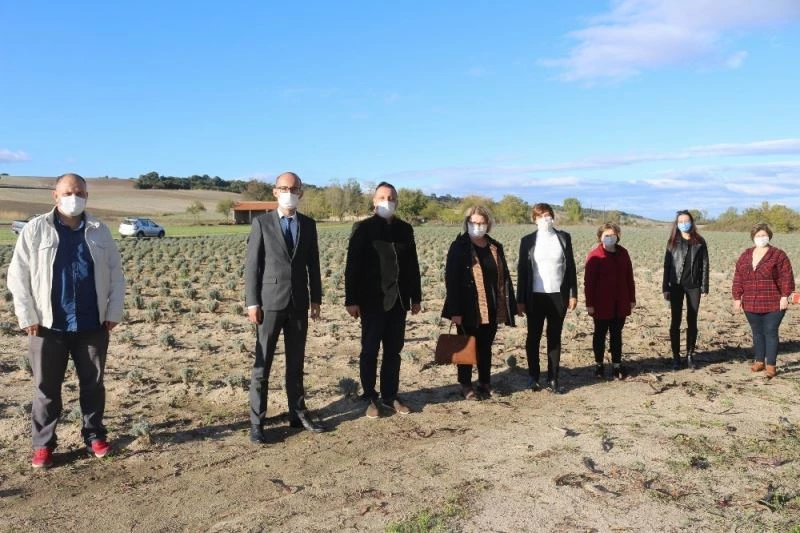 Lavanta üretiminin yaygınlaştırılması çalışmaları
