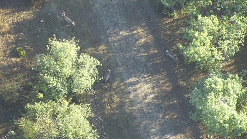 Ormandaki geyikleri termal drone ile böyle saydılar

