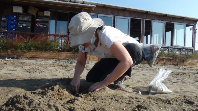 Belek ve Patara’da kum zambağını popülasyonu S.O.S. veriyor
