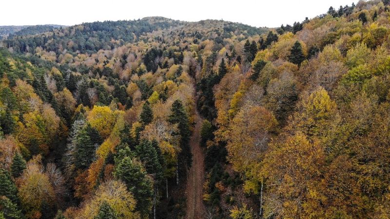 (Özel) Kazdağları’nın gizli güzelliği kayın ve göknar ormanları
