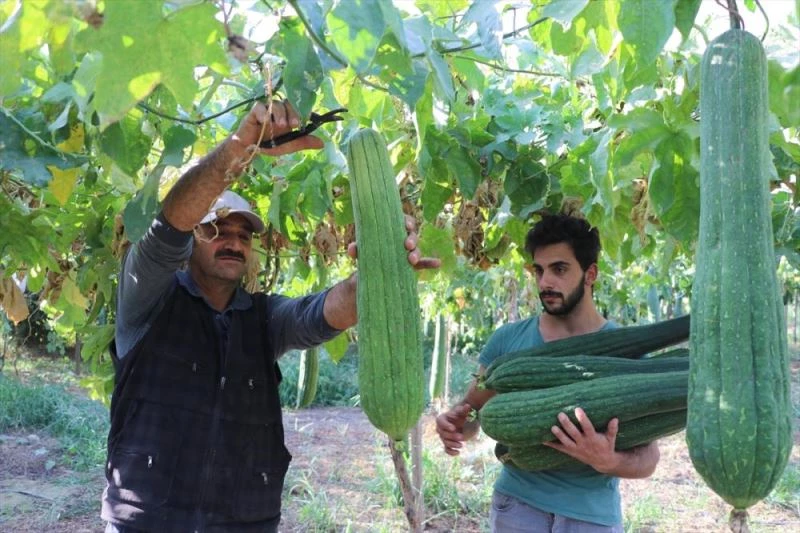 Asi Nehri kıyılarında yetiştirilen lif kabakları temizlik ürünlerine dönüştürülüyor