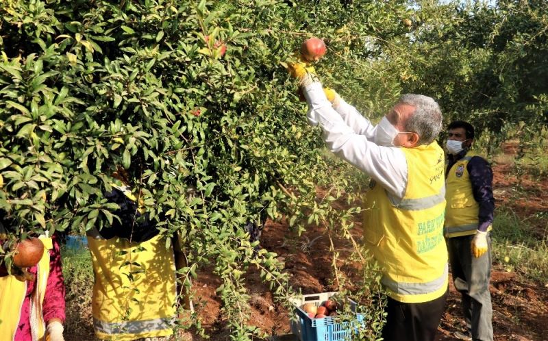 (Özel Haber) Şanlıurfa’da dar gelirlilerin meyvesi belediyeden
