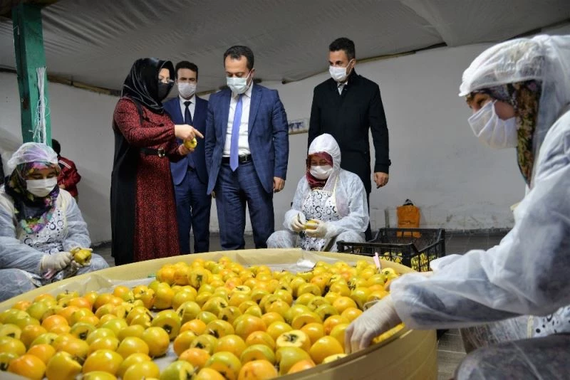 Bilecik’te ’Trabzon (Cennet) hurması’ hasadı başladı
